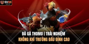 Đá Gà Thomo | Trải Nghiệm Không Khí Trường Đấu Đỉnh Cao