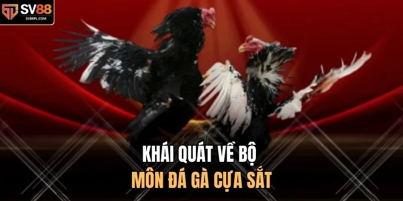 Khái quát về bộ môn đá gà cựa sắt 