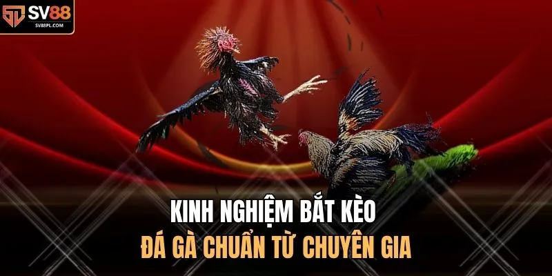 Kinh nghiệm bắt kèo đá gà chuẩn từ chuyên gia